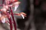 Spring coralroot